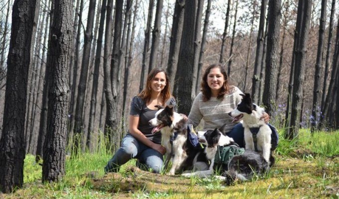 Как с помощью теннисного мячика и трёх собак восстановить сгоревший лес (6 фото + 1 видео)