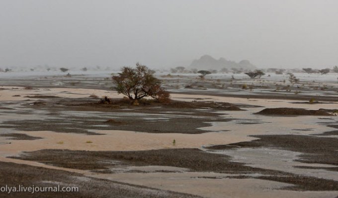 Наводнение в пустыне Омана (42 фото)