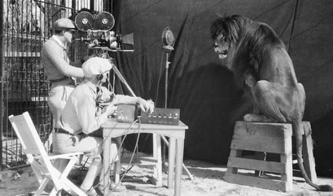 История льва из легендарной заставки Metro-Goldwyn-Mayer (4 фотографии)