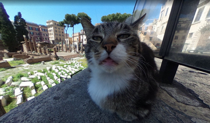 Google-карты сделали котика известным на весь мир (2 фото)