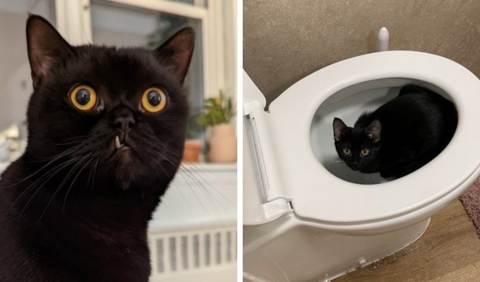 Чёрные коты приносят в дом не несчастья, а только милоту (18 фото)