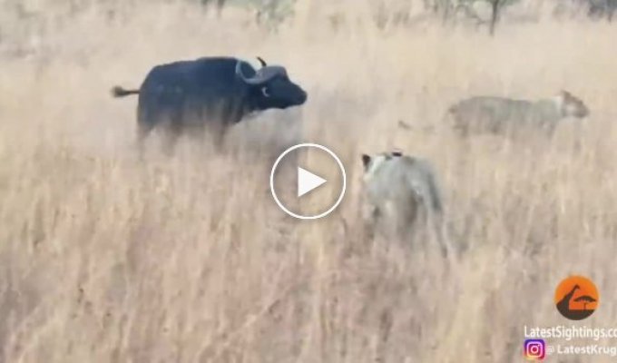 Дезориентированный буйвол, уходя от львов, врезался в автомобиль туристов в ЮАР