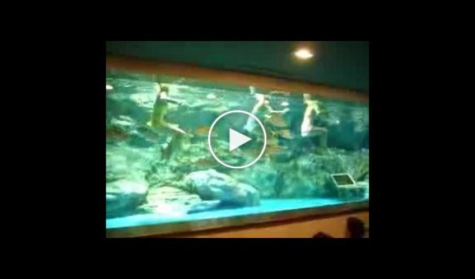 Синхронное плаванье с рыбками в аквариуме