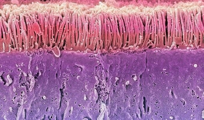 Биолог показал как выглядят ткани человеческого тела, если посмотреть на них с помощью микроскопа (11 фото + 1 видео)