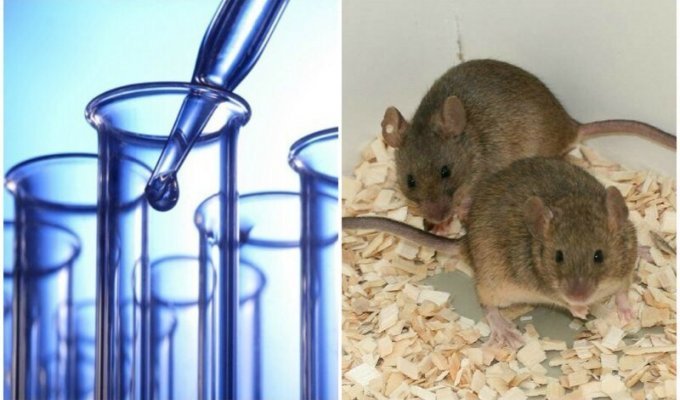 Сила феромонов: почему самки мышей сходят с ума от запаха самцов? (5 фото)
