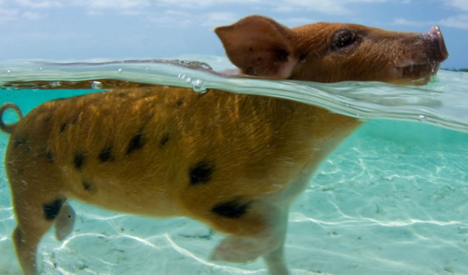 Туристы на Багамах отравили местных плавающих свиней алкоголем (10 фото + 1 видео)
