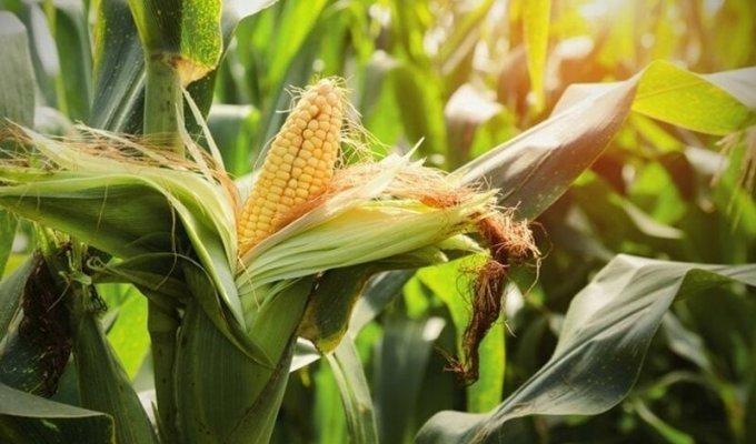 Почему кукуруза не размножается в дикой природе (3 фото)