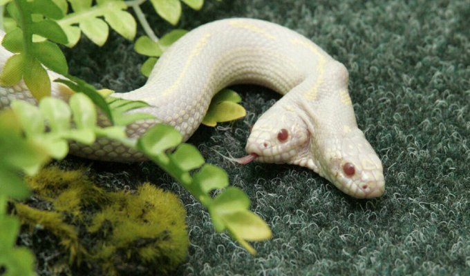 Двухголовые змеи: печать экологической катастрофы (7 фото)