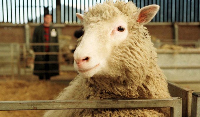 Печальная участь овечки Долли и других клонированных животных