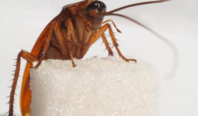 Необычные насекомые с удивительными способностями (10 фото)