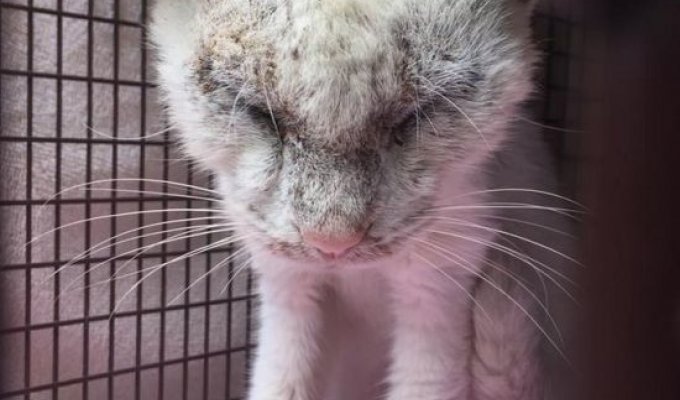 Спасенный бездомный кот удивил всех красотой своих глаз (8 фото)