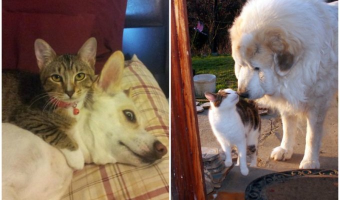 Как коты и собаки уживаются вместе: 30 умилительных примеров (31 фото)