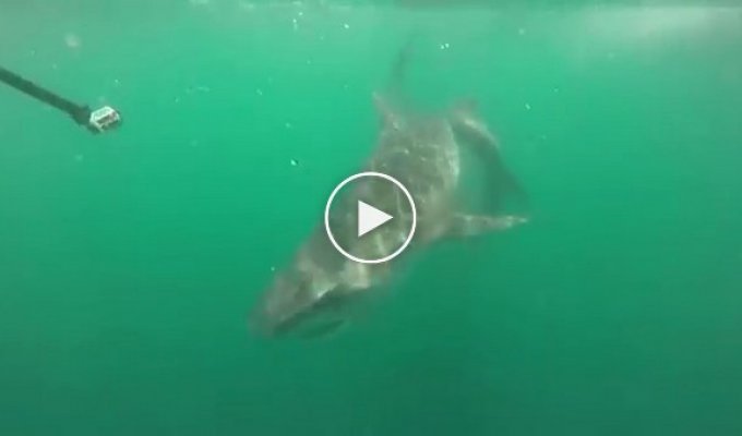 Рыбак снял на видео битву тигровой акулы с акулой-молотом 