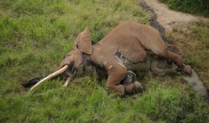 Браконьеры убили одного из самых старых слонов Африки отравленной стрелой (4 фото)