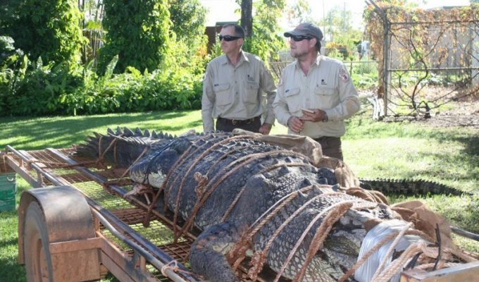 Австралийские рейнджеры поймали крокодила весом в 600 кг (5 фото)
