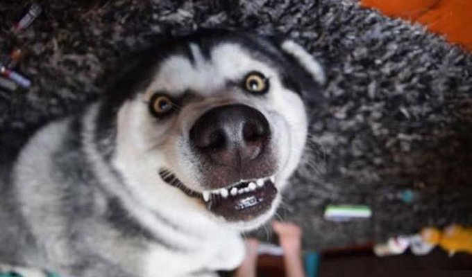 25 доказательств того, что хаски - лучшая порода собак! (22 фото)