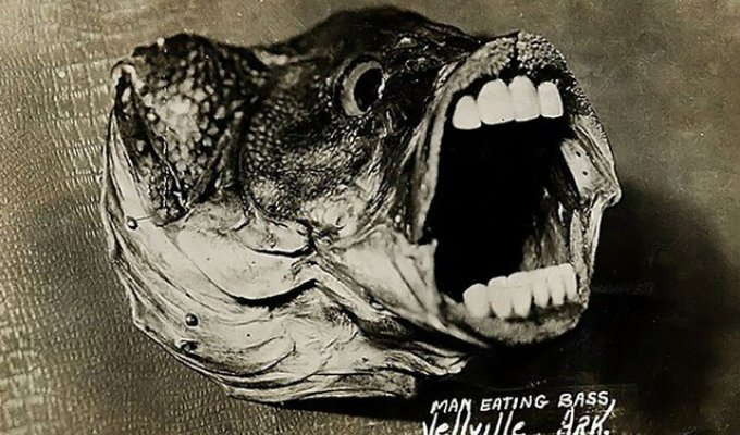 Смешной и странный фотомонтаж из начала XX века (14 фото)
