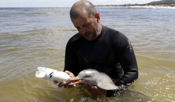 Спасенный детеныш дельфина (10 фото)