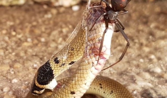 Австралийская битва ядовитого паука и змеи (2 фото)