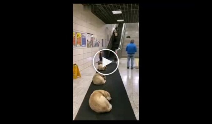 Турецкие работники метро позволили собакам согреться
