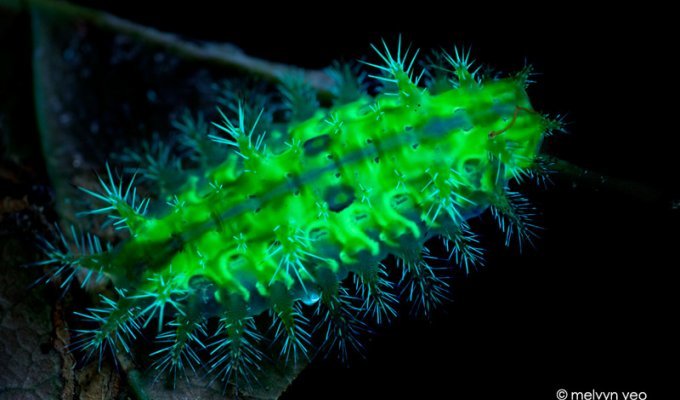 Как выглядят насекомые и паукообразные в ультрафиолете? (21 фото)