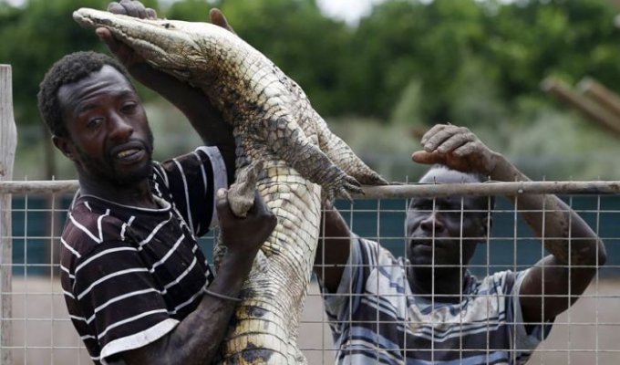 15 000 крокодилов в ЮАР терроризируют местных жителей (9 фото)