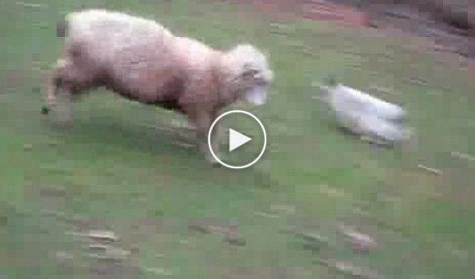 Прыгающая овца и собака