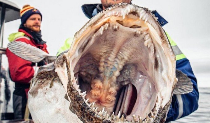 Русский рыбак достал со дна морских чудовищ. Это нужно видеть! (10 фото)