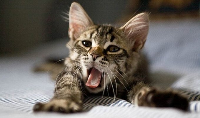 Зевающие котики (20 фото)