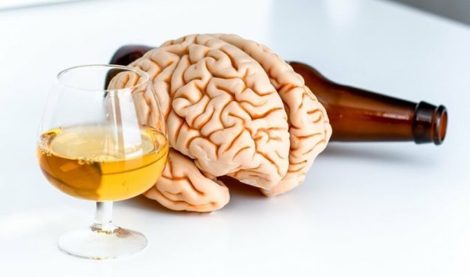 Влияние алкоголя на головной мозг человека (1 фото)