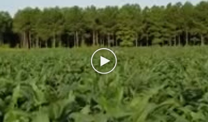 Рогатый мастер маскировки пытается обойти фермера на кукурузном поле