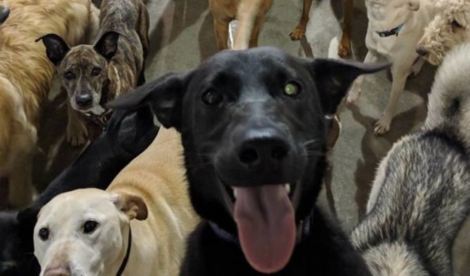Идеальный снимок: 30 псов приняли участие в коллективном селфи в американском питомнике (16 фото + 2 видео)