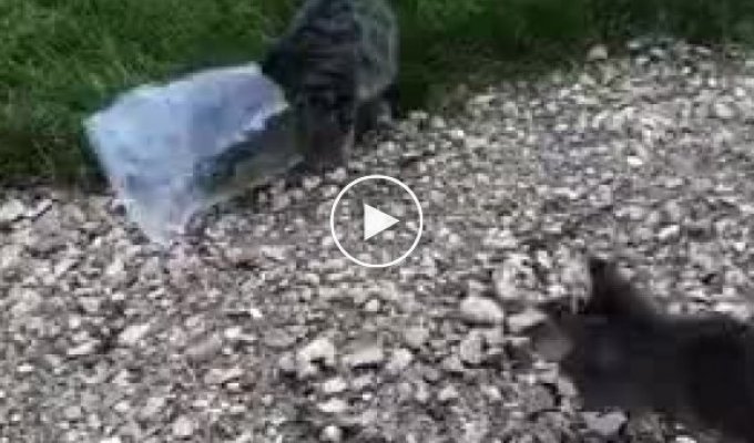 Собака осознанно спас котика от ловушки