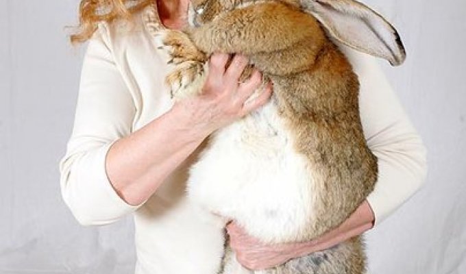 Эми кролик (5 фото)
