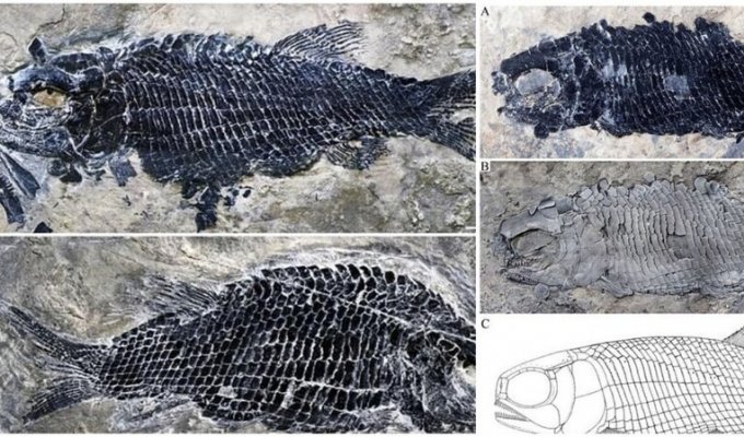 В Китае нашли окаменелые останки рыбы, которая жила 244 миллиона лет назад (4 фото)