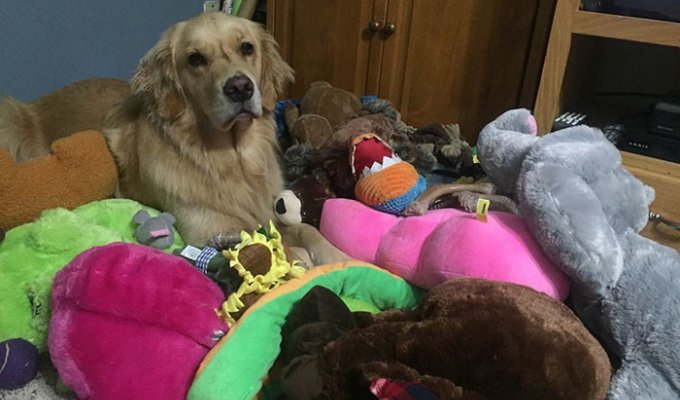 Каждую ночь эта собака берет с собой в кровать новые игрушки (14 фото)