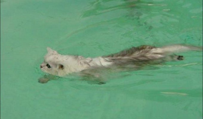 Плавающие коты (14 фото)