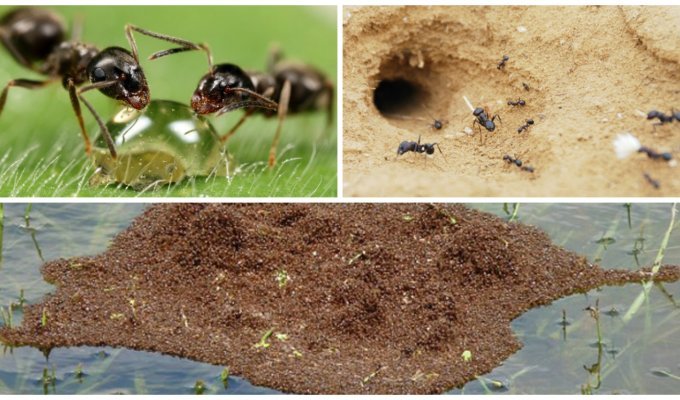 Коллективный разум муравьев просто поражает! (17 фото)