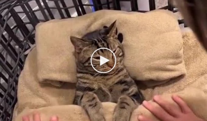 Расслабляющие процедуры для кошки