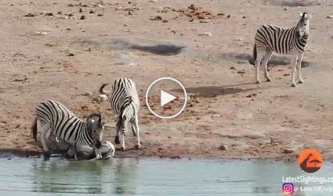 Агрессивный самец зебры попытался утопить детеныша