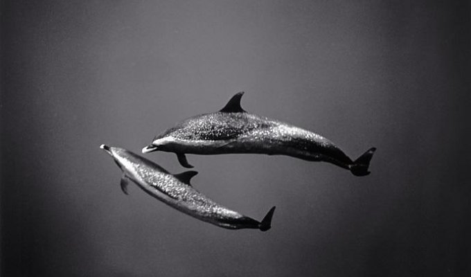 Дельфины (13 фото)