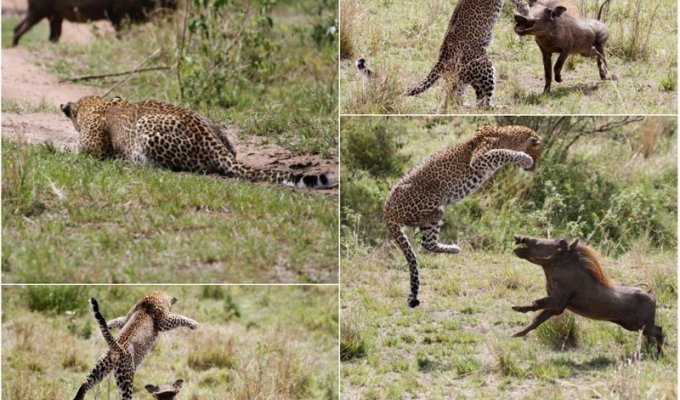 Невероятный прыжок леопарда во время охоты на бородавочника (10 фото)