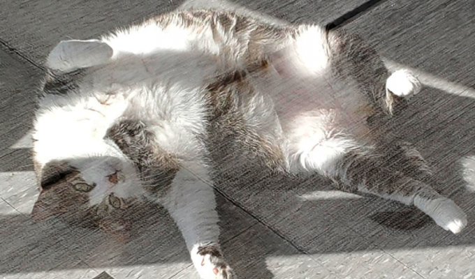 Толстый кот прославил ветеринарную клинику (4 фото)