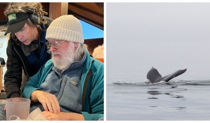 Учёные сумели пообщаться с горбатым китом на его языке (17 фото + 1 видео)