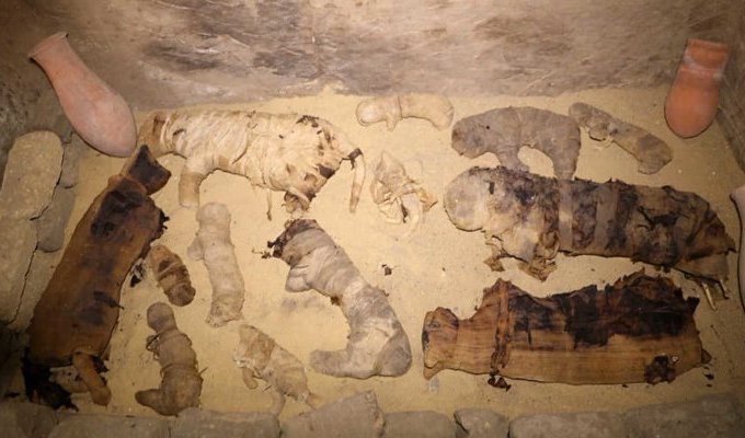 В Египте нашли редкие мумии кошек и скарабеев в 7 гробницах возле пирамид (10 фото)