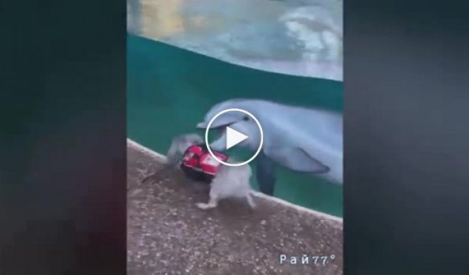 Забег пса, устроившего забаву с дельфинами, попал на видео в аквапарке