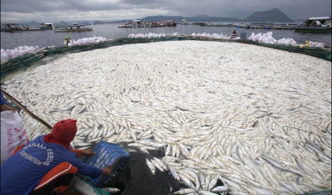 Массовая гибель рыбы на Филиппинах (9 фото)