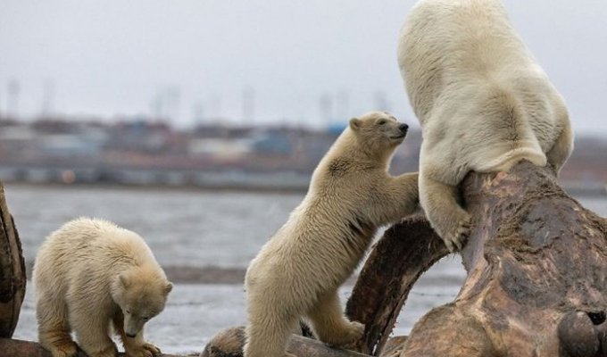 Белая медведица застряла в костях кита (6 фото)