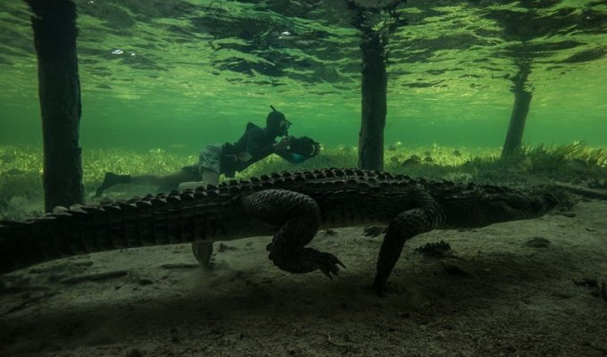 Подводная прогулка с крокодилами (9 фото)