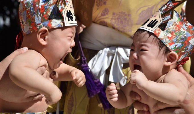 Мастера сумо устраивают слезные баталии младенцев (5 фото)